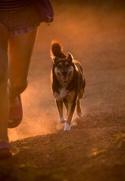 Active stray dog jogging alongside a person in the dust at sunset.