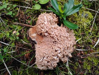 Coral mushroom in the forest © Manyi