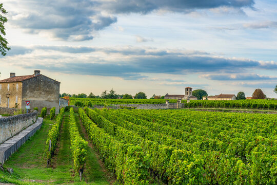 Rows of vineyards stretching across countryside in Saint-Emilion wine region, Bordeaux, France. Rural landscape, sustainable viticulture, agricultural heritage, wine production