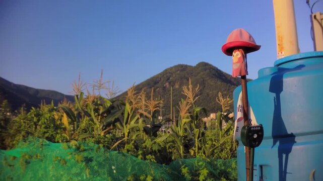 Creative scarecrow device with a cute hat protecting corn crops from birds in farmland