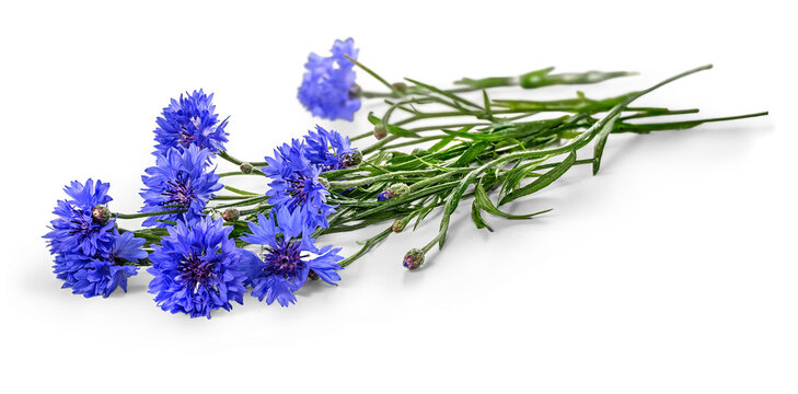 Blue cornflower bunch on white backdrop with delicate green stems, unopened buds, vivid cobalt petals