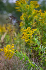 Fototapeta premium Solidago gigantea giant goldenrod blooming with bright yellow flowers in late summer