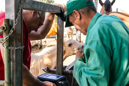 Veterinarian examining horse in stable with diagnostic tool