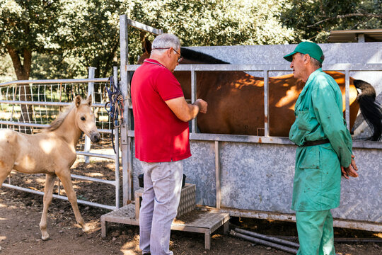 Veterinarian examining stable horse with handler outdoors