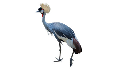 Obraz premium Exotic African grey crowned crane standing isolated on transparent background PNG design element