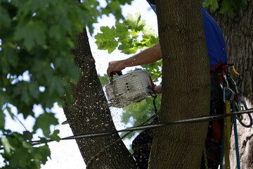 Titre  Un homme coupe des branches d'arbre. Un arboriste au travail. Émondeur prè d'un fil électrique.   © Pascal Huot