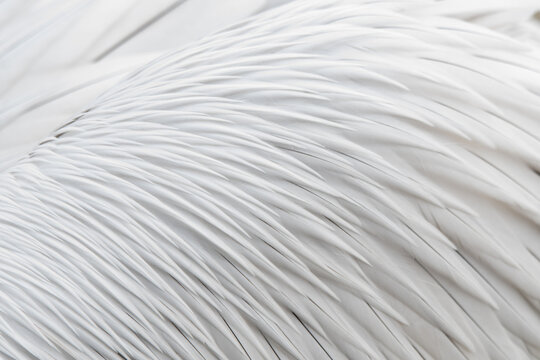 Close-up of intricate Dalmatian Pelican plumage