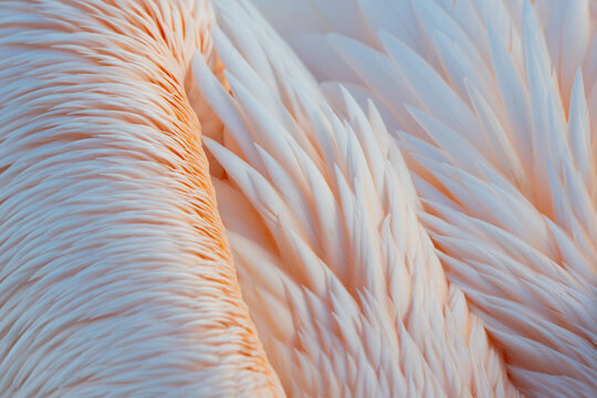 Close-up of Dalmatian Pelican feathers in Kerkini