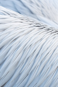 Close-up detail of a Dalmatian Pelican's feathers