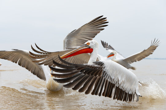Dalmatian Pelicans at Lake Kerkini in Greece