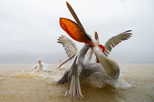 Dalmatian Pelicans in action at Lake Kerkini, Greece