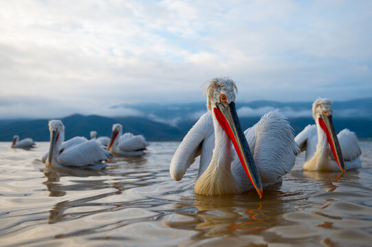 Dalmatian Pelicans swimming in Lake Kerkini, Greece