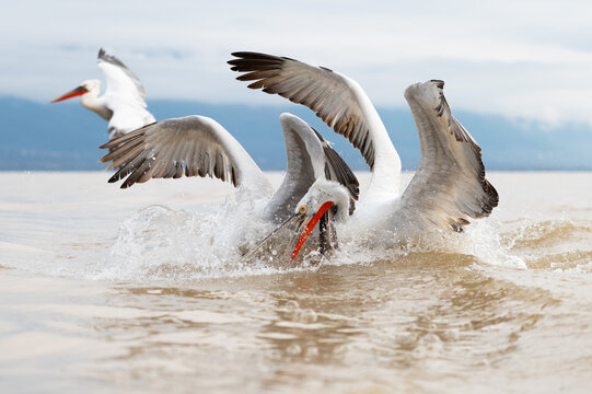Dalmatian Pelicans gracefully fishing at Lake Kerkini