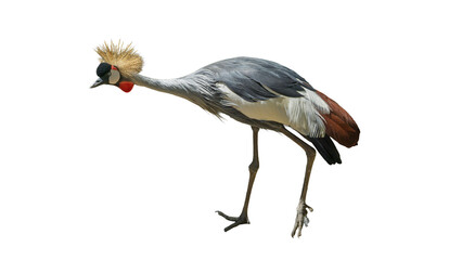 Obraz premium Exotic African grey crowned crane standing isolated on transparent background PNG design element