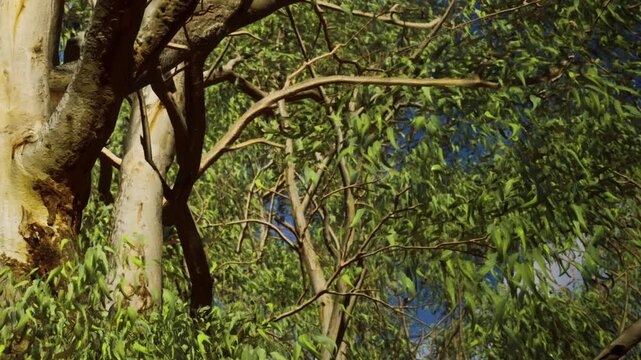Tall trees stand in a forest. Bright green leaves fill the branches as sunlight shines through the gaps. The sky above is clear with some blue visible. Nature surrounds the scene.