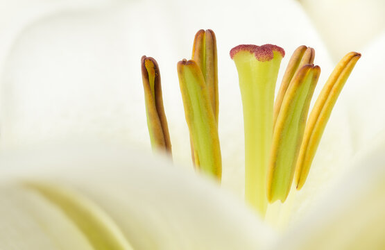 Lily, closeup