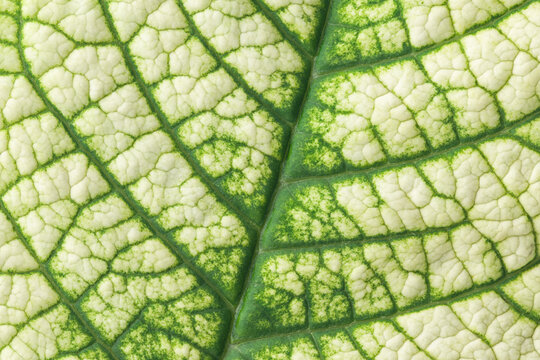 Poinsettia leaf, close up