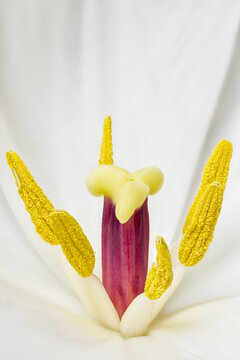 Inside A Tulip