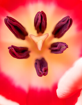 Tulip, from above