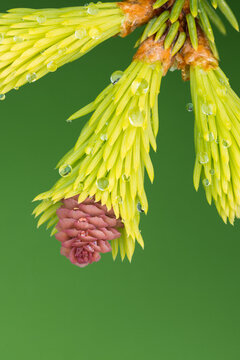 Norway Spruce Cone and Raindrops