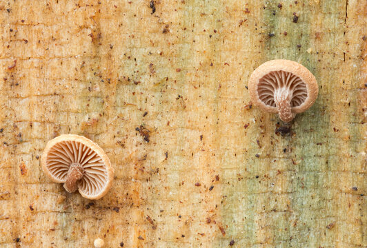 Mushrooms on log