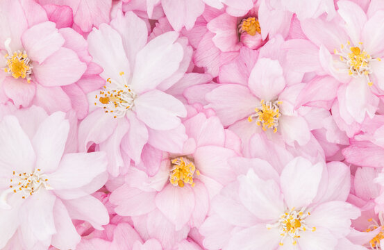  Cherry Tree blossoms, close up