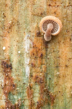 Mushroom on log