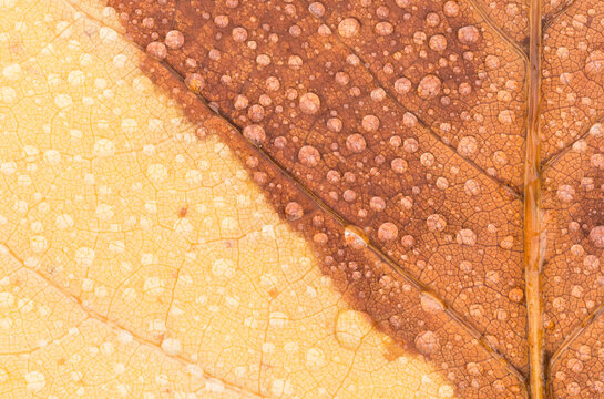Leaf and Raindrops