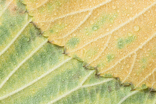 Davidia Leaves and Raindrops in Autumn
