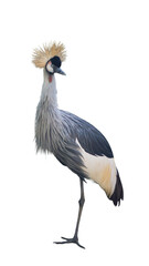 Obraz premium Exotic African grey crowned crane standing isolated on transparent background PNG design element