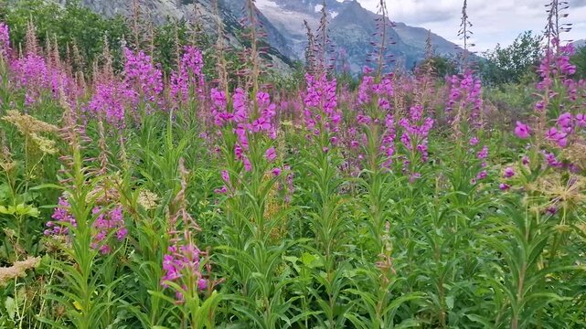 Alpine wildflowers pink flowers macro bee flying Swiss Alps mountains background 4K. Close up of wild blooming candle pink blossoms with honeybee collecting pollen on meadow in Switzerland summer.