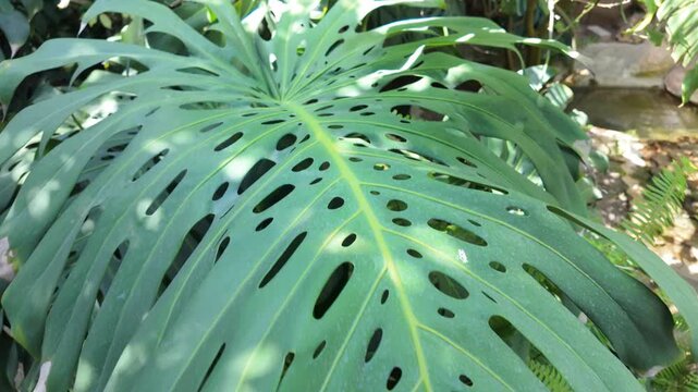 Exploring the beauty of green leaves in a garden with diverse plant life