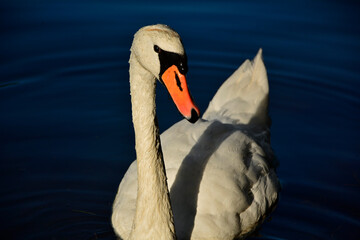 łabędź na wodzie, portret łabędzia, głowa łabędzia z bliska, swan, swan on the water, portrait of a swan, close-up of a swan's head © kateej
