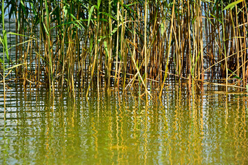 trzciny odbijające się w wodzie, trzciny rosnące w wodzie przy brzegu, trzcina pospolita, Phragmites australis, reeds reflected in the water's surface, Green reeds reflecting in water © kateej