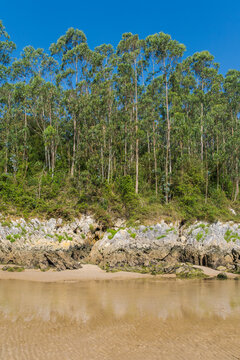 Tranquil river movement with forest and rocky bank