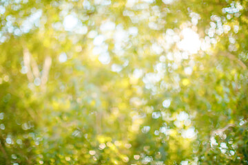 Obraz premium Soft Green and Yellow Bokeh Background with Natural Sunlight and Leaves