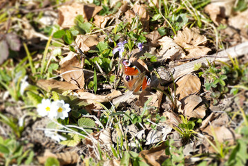 European peacock butterfly (Aglais io) sitting on a brown leaf in Zurich, Switzerland © Janine