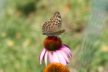 Silver-washed Fritillary (Argynnis paphia) butterfly sitting on a echinacea flower in Zurich, Switzerland © Janine