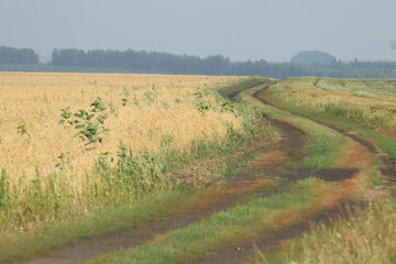 Fototapeta premium field of wheat