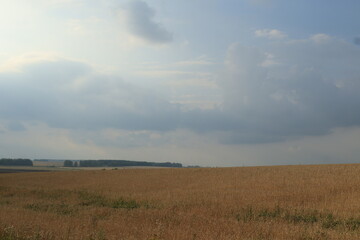 Obraz premium a wheat field on a summer day before a thunderstorm
