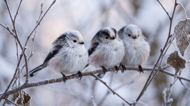 long-tailed tits (aegithalos caudatus) huddled together on frosty branch