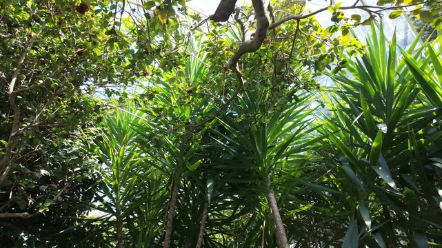 Exploring the green plants and trees under bright sunlight in a tropical area