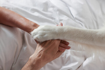 Naklejka na ściany i meble Cute dog giving paw to owners in bed at home, above view