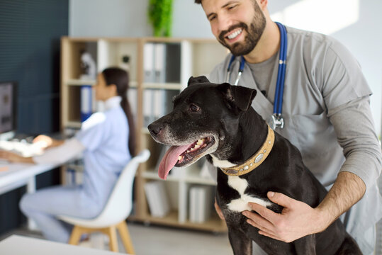 Veterinarian vet doctor man with dog terrier. At the clinic he performs a gentle checkup and provides friendly support. Teamwork and safe handling. Clear concept of professional pet care.