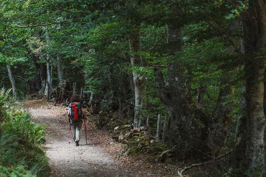 Female hiker trekking a forest mountain trail in Somiedo