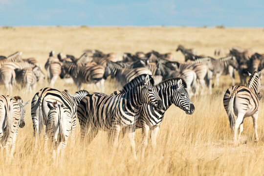 Zebras grazing in Etosha National Park, Namibia safari