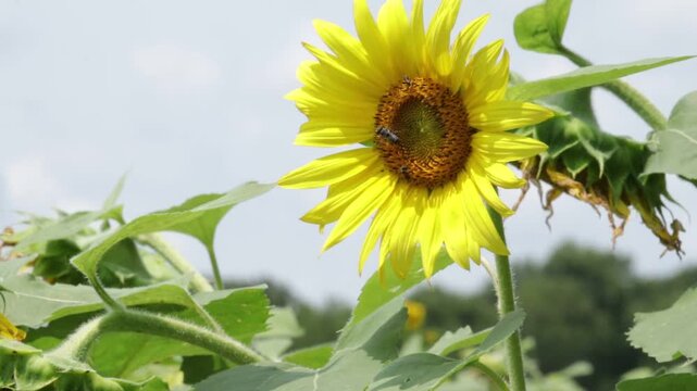 Yellow sunflower with two insects on it and swaying slightly in a field.