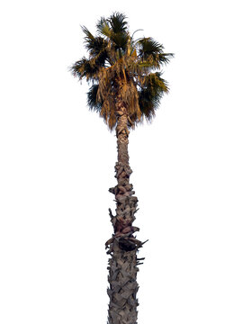 Fan palm isolated on white transparent, desert fan palm or California fan palm, low angle