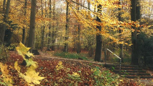 Park in autumn with yellow branches moving beautifully in the wind. A footpath with stairs framed by fall foliage.