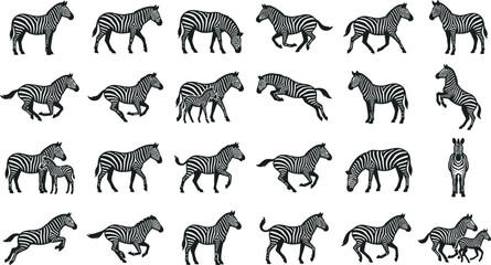 Obraz premium Comprehensive collection of flat vector zebra illustrations featuring dynamic poses and natural animal behaviors